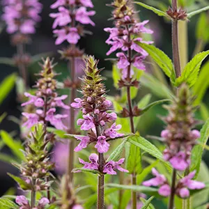 Moerings Moerasandoorn / Stachys palustris