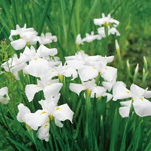 Moerings Japanse Iris / Iris kaempferi White