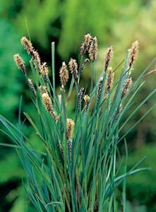 Moerings Blauwe zegge / Carex panacea