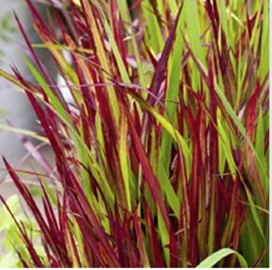 Moerings Japans bloedgras / Imperata Red Baron