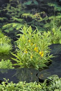 Moerings Moeraswederik / Lysimachia thyrsiflora