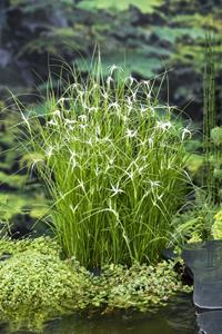 Moerings Star Grass / Dichromena colorata
