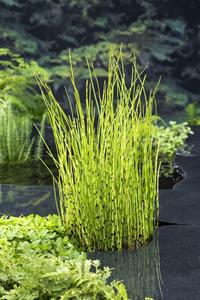 Moerings Holpijp / Equisetum fluviatile