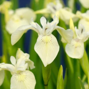 Moerings Witte Waterlis / Iris pseudacorus Alba