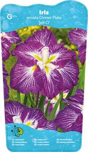 Moerings Japanese Iris / Iris Ensata Dinner plate Jell-O