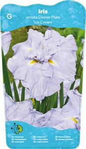 Moerings Japanese Iris / Iris Ensata Dinner plate Ice Cream