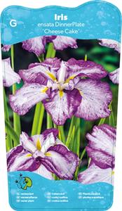 Moerings Japanese Iris / Iris Ensata Dinner plate Cheese Cake