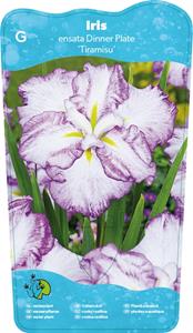 Moerings Japanese Iris / Iris Ensata Dinner plate Tiramisu