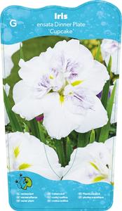 Moerings Japanese Iris / Iris Ensata Dinner plate Cupcake