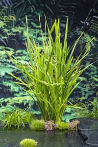 Moerings Schroeforchis / Spiranthes cernua Chadd's Ford