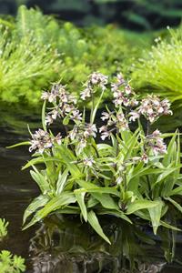 Moerings Moeraswespenorchis / Epipactis Palustris