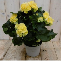 Kamerplant Begonia dubbelbloemig geel - 