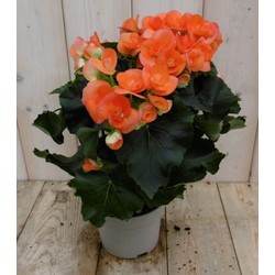 Kamerplant Begonia dubbelbloemig oranje - 