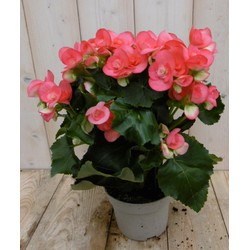Kamerplant Begonia dubbelbloemig roze - 