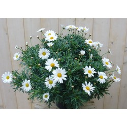 Margriet wit - 