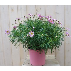 Margriet roze - 
