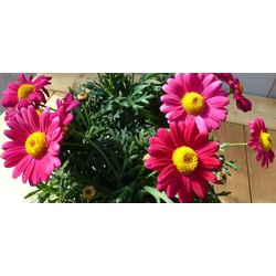 Warentuin natuurlijk Margriet Rood eenjarige plant - 