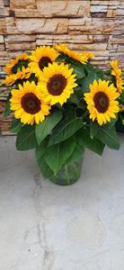 Decoflorall Helianthus annuus VINCENTS CHOICE SUMMER DMR  100.000 zaden Bulk