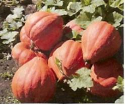 Decoflorall Nk580 F1  - 1000 zaden Nk580 F1 