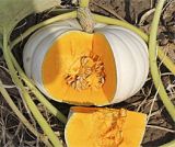 Decoflorall Eden White F1  - 1000 zaden Eden White F1
