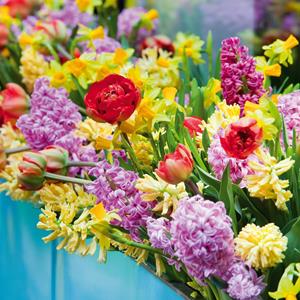 Plantje Bloembollen Box Medium