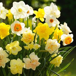 Plantje Narcisbollen Box