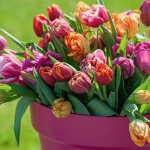 Plantje Tulpenbollen Box