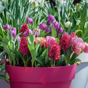Plantje Bloembollen Box Groot