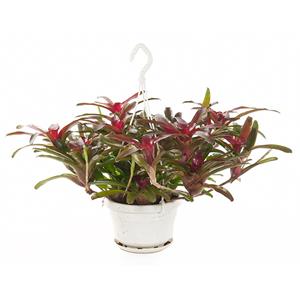 Plantje Neoregelia Fireball (Bromelia) - P 21 cm