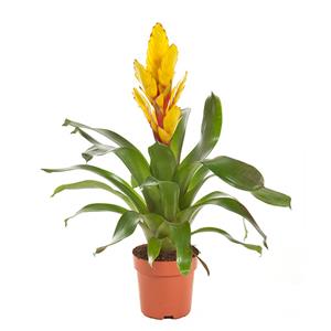 Plantje Fakkelbromelia (Vriesea Intenso Geel) P 12 cm