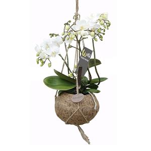 Plantje Kokodama Orchidee 'Wild' P 17 cm