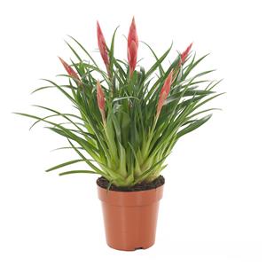 Plantje Vriesea Astrid (Multiflower Bromelia) P 12 cm