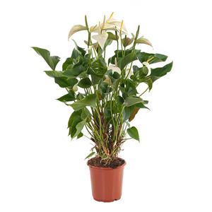 Plantje Anthurium Princess Alexia Pearl (Gold Quality) P 21 cm