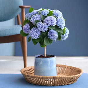 Plantje Hortensia Magical op stam (blauw) - Hydrangea Revolution - P14