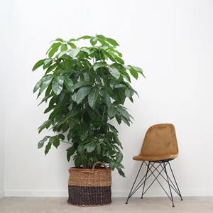 Plantje Schefflera Amate - Vingersboom - P30