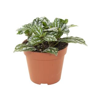Plantje Pilea Cadierei (aluminium plant) - P 9 cm