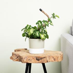 Plantje Syngonium Pixie - P12