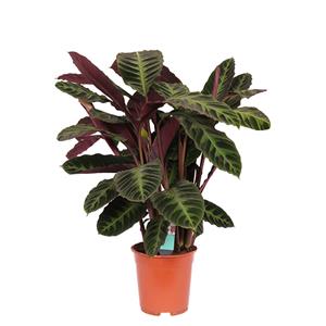 Plantje Calathea Warscewiczii (Shadowplant) P 21 cm