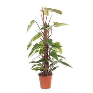 Plantje Philodendron Red Emerald (mosstok) - P 19 cm