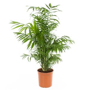 Plantje Chamaedorea Elegans (Mexicaanse dwergpalm) - P 19 cm