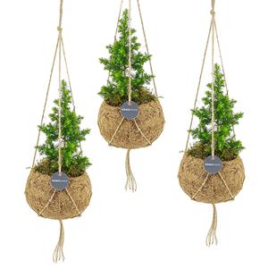 Plantje Kokodama mini kerstboompje (3-pack) - P 12 cm