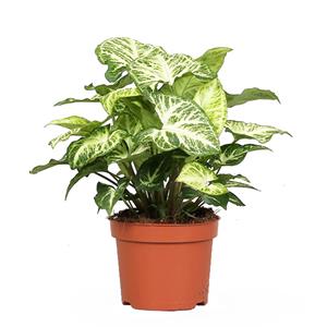 Plantje Syngonium 'Arrow' - P 12 cm