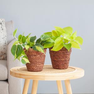 Plantje Gouden Duo - P12