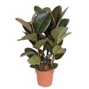Plantje Ficus Robusta (Rubberplant) - P 24 cm