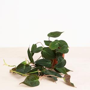 Plantje Philodendron Scandens Micans - P12