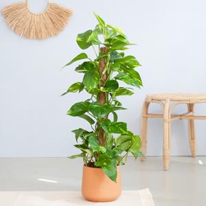 Plantje Epipremnum Pinnatum Aureum op mosstok - P19