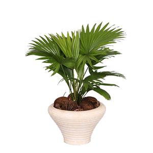 Plantje Livistona creme - P 26 cm