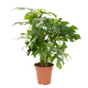 Plantje Monstera Minima (urban jungle) - P 15 cm