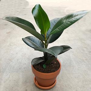 Plantje Ficus Elastica Robusta (Rubberboom) in terracotta pot - P 14 cm