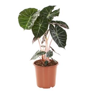 Plantje Alocasia Marocco Purple Night - P 21 cm